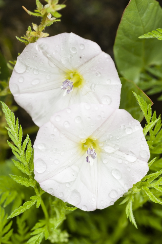 Moon Flower Package